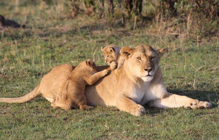Premium Luxury+ Safari, Ngorongoro Crater