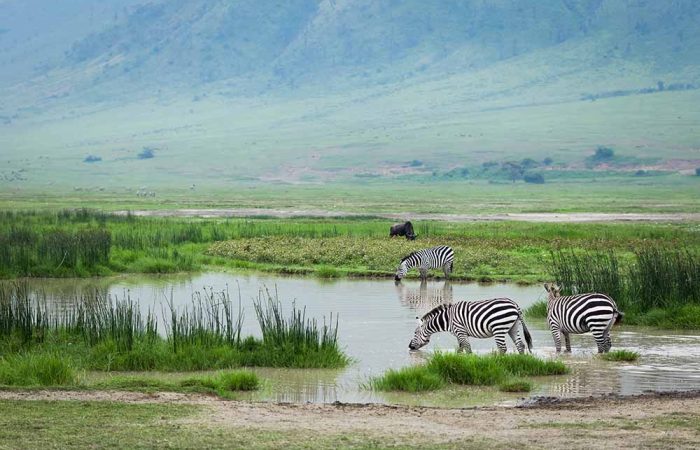 Mid-range Safari in Tanzania, Ngorongoro Crater
