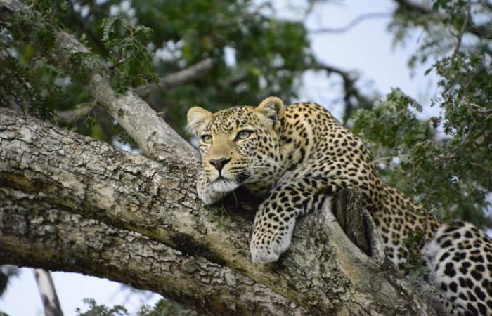 Safari to Tarangire, Serengeti, Ngorongoro Crater and Manyara, Natron & Eyasi Lakes.