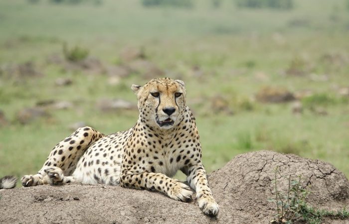 5-Day Mid-range Safari Tarangire, Serengeti, Ngorongoro & Manyara Adventure